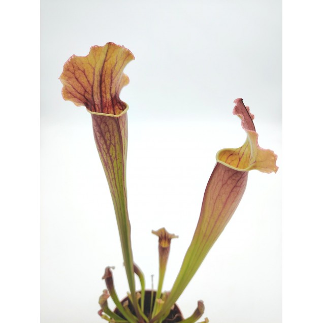 Sarracenia 'Thomas'