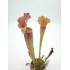 Sarracenia 'Thomas'