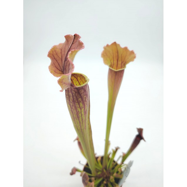 Sarracenia 'Thomas'