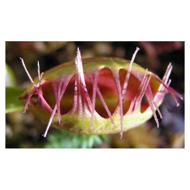 Dionaea "Cross Teeth"