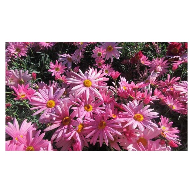 Argyranthemum frutescens 