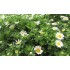 Chrysanthemum maximum