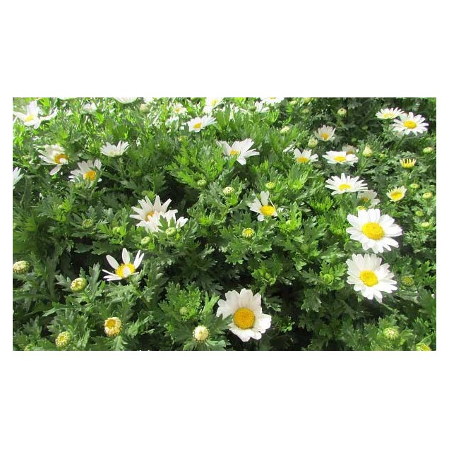 Chrysanthemum maximum