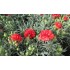 Dianthus carnelia (clavel)