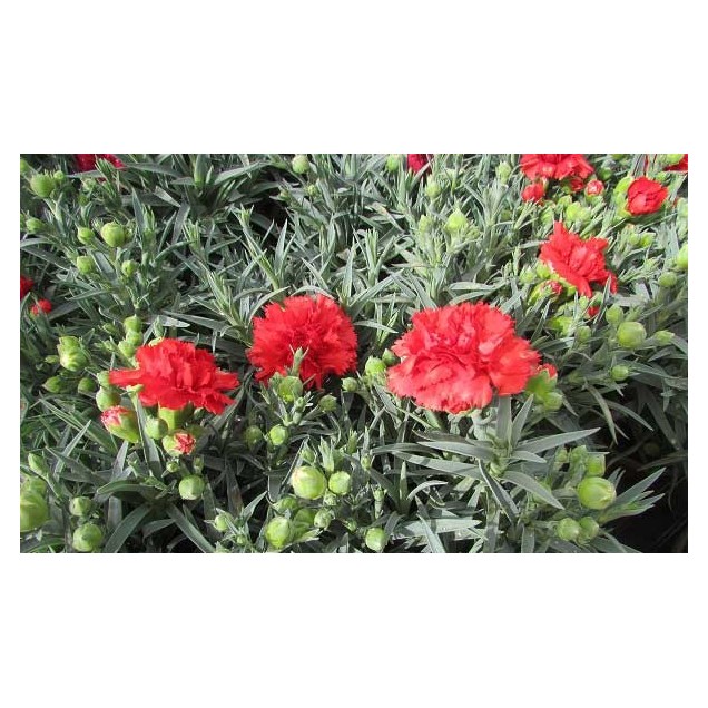 Dianthus carnelia (clavel)