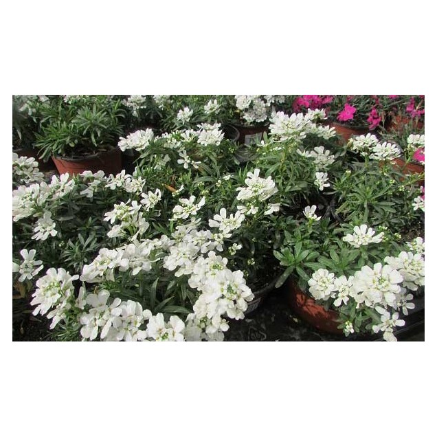 Iberis sempervirens ‘Tahoe'