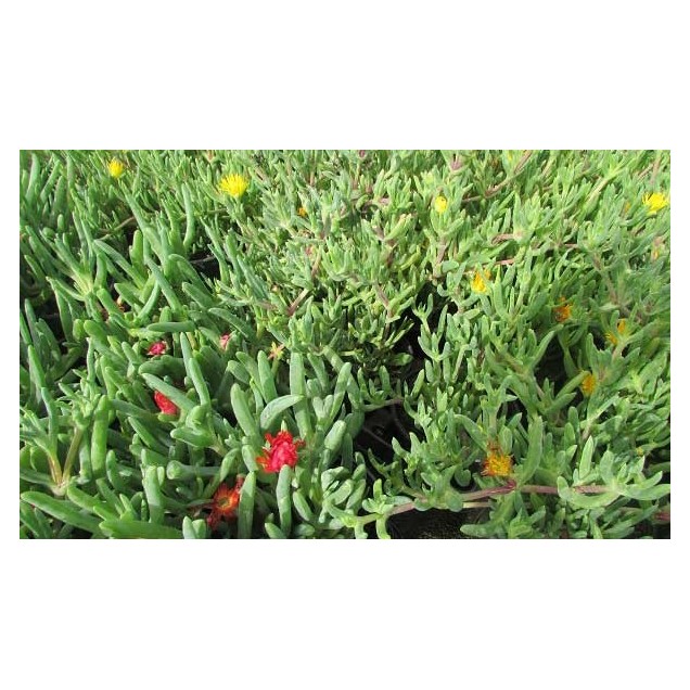 Lamprantus (amarillo)