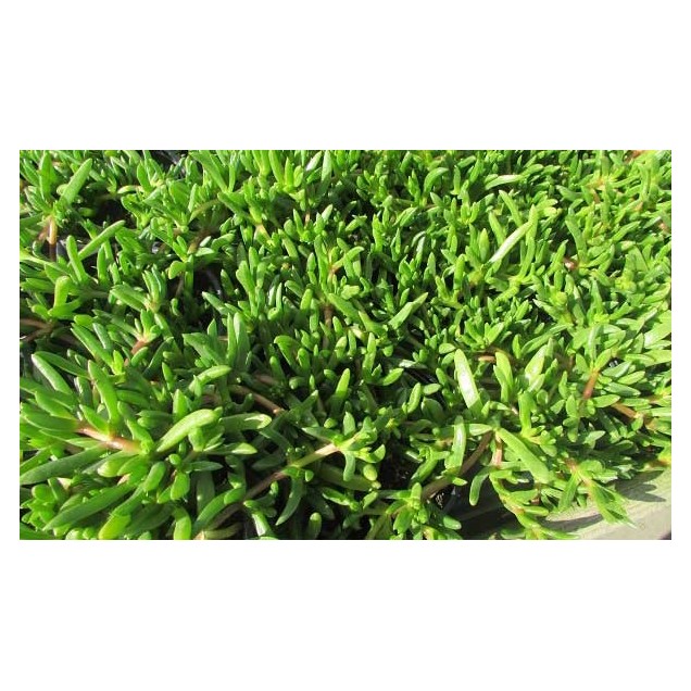 Mesembryanthemum pisable