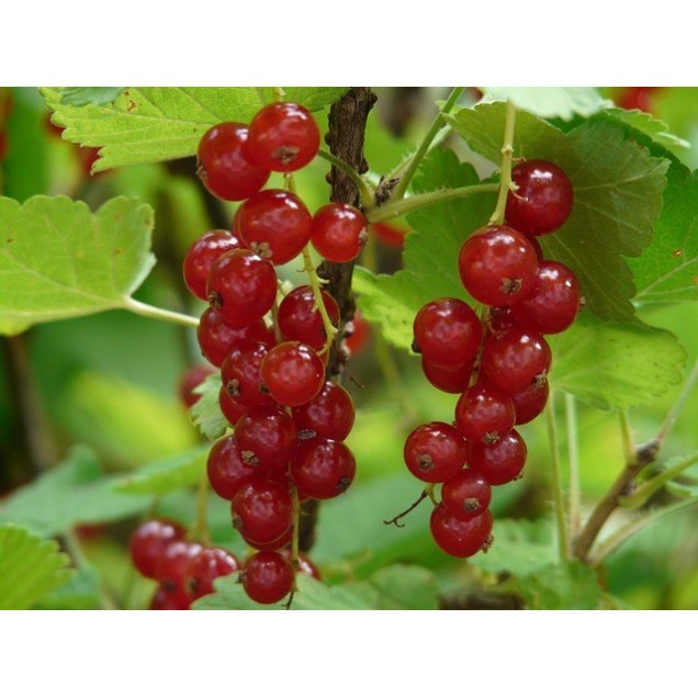 Grosella roja